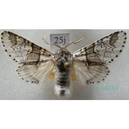 Furcula furcula (Clerck, 1759) male Widłogonka widlica Czech25j